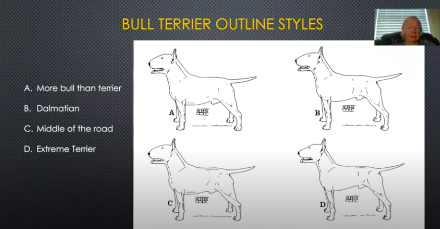 Bull Terrier Outline