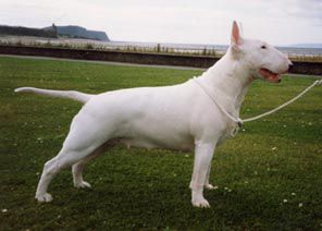 Il futuro del Bull Terrier dipende dal miglioramento del movimento e chiusure corrette