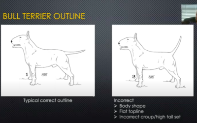 Bull Terrier Judges – Chiacchiere attorno al camino