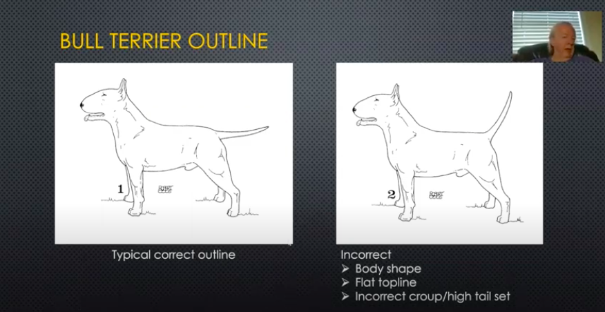 Bull Terrier Judges – Chiacchiere attorno al camino